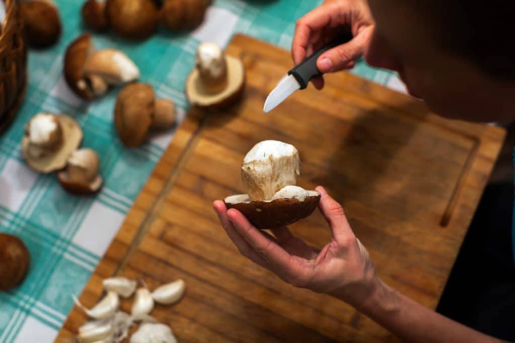 Come pulire ed essiccare i funghi porcini scopri come faccio, è