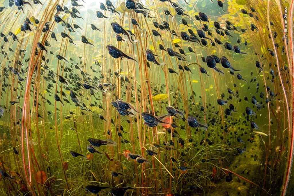 Shane Gross Wildlife Photographer of the Year.jpg