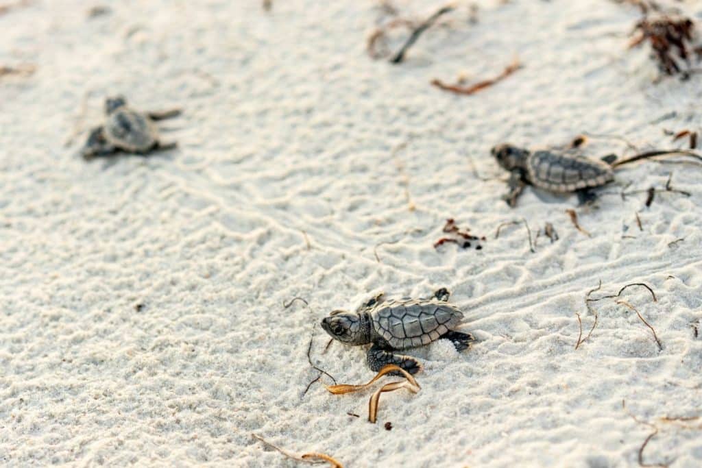 Tartarughe Caretta caretta.jpg