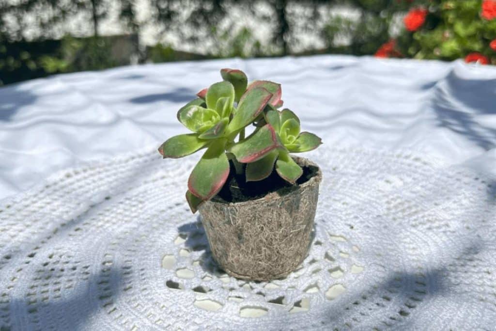Vaso in canapa.jpg