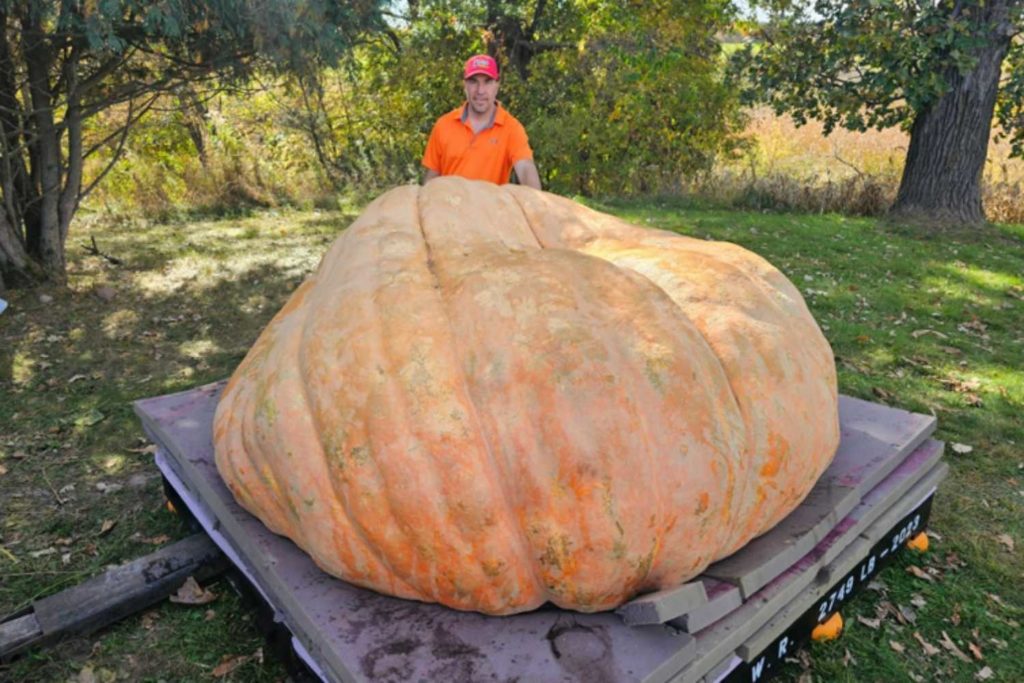 Zucca record.jpg