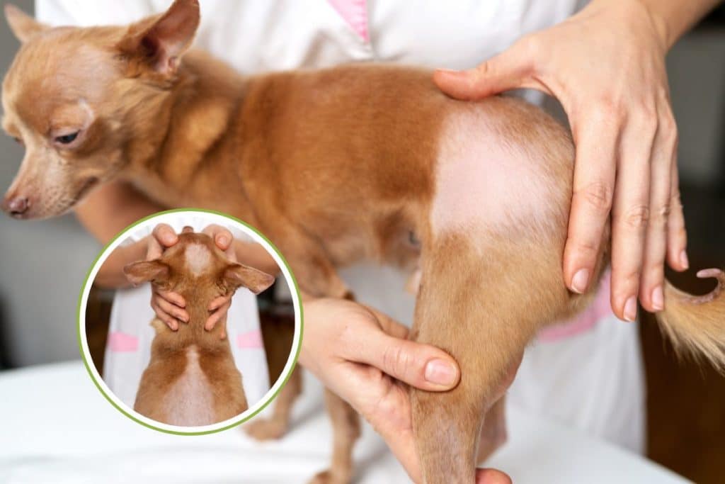 alopecia cani.jpg