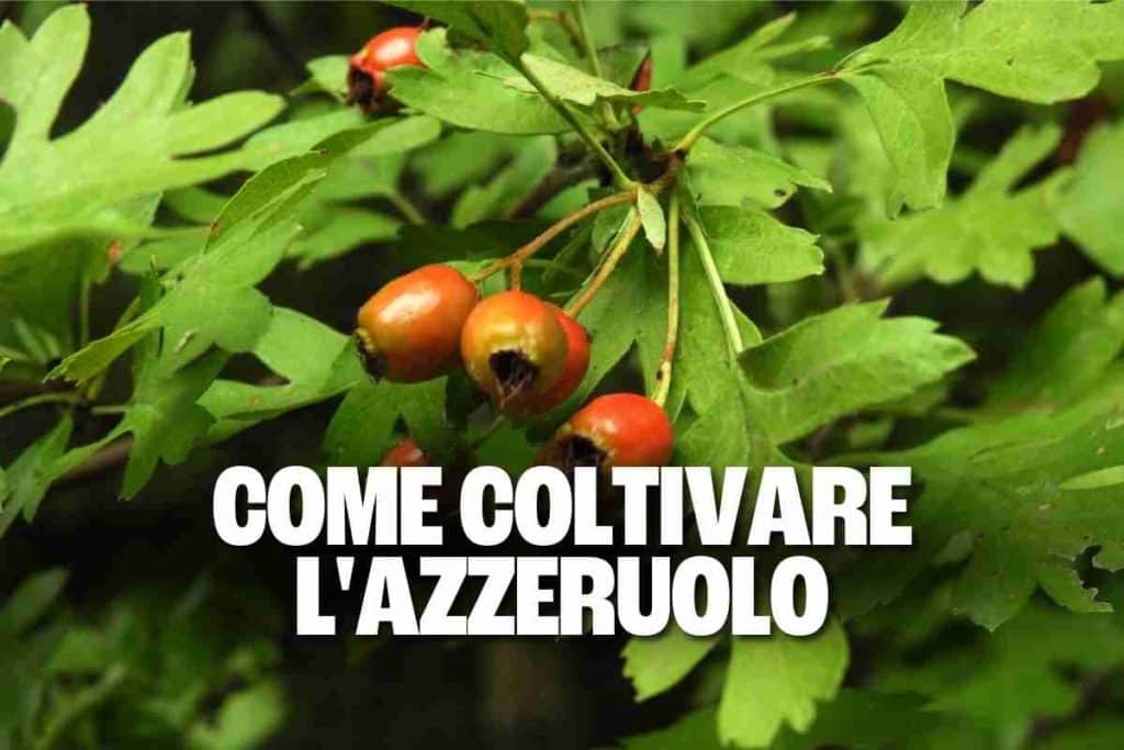 azzeruolo 1.jpg