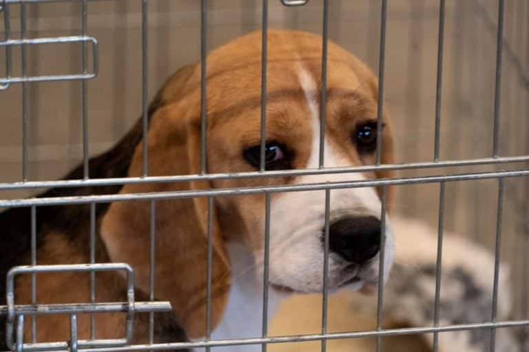 beagle.jpg