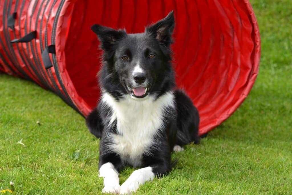 border collie.jpg