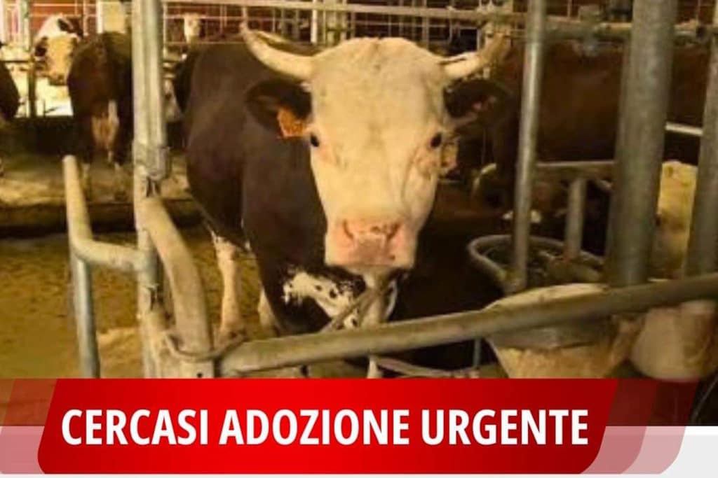 bovini da salvare c.jpg