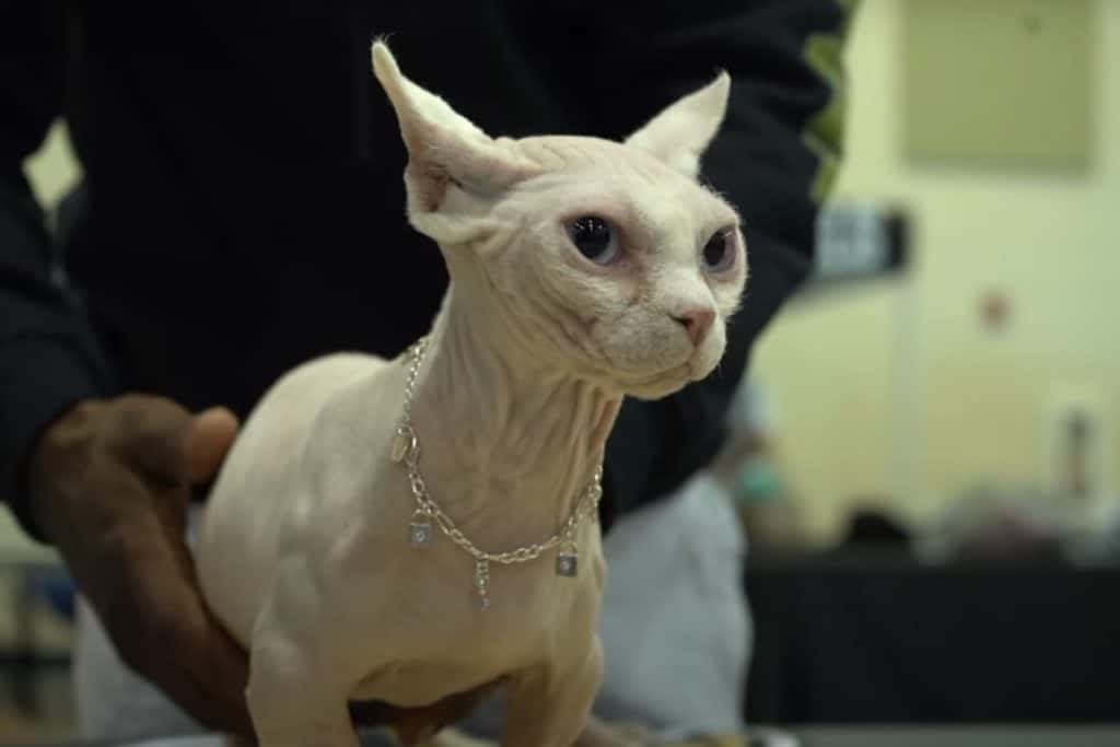 bully cat.jpg