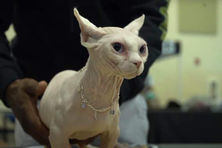 bully cat.jpg