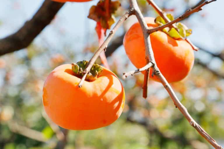 Mangiare cachi fa bene? Scopri tutti i benefici e le calorie di questo frutto e perché dovresti includerlo nella tua dieta autunnale 1 cachi.jpg