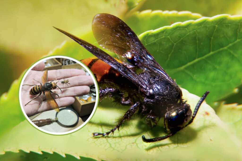 Panico da calabrone asiatico? Evita questi gesti e cattive abitudini che possono peggiorare la situazione 1 calabrone asiatico