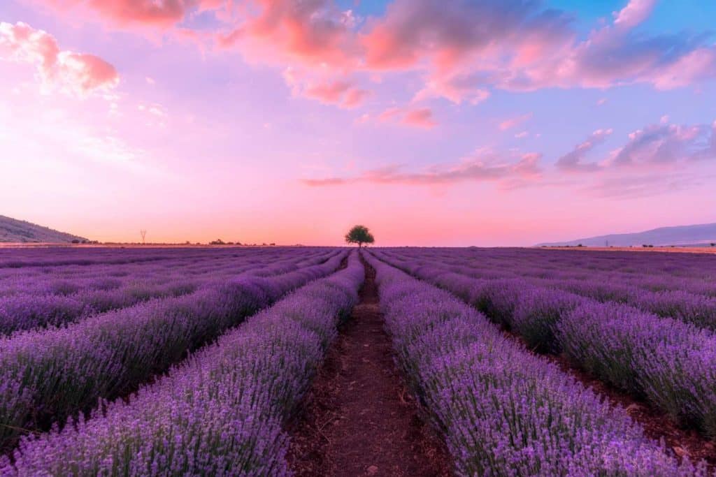 campi lavanda instagrammabili.jpg