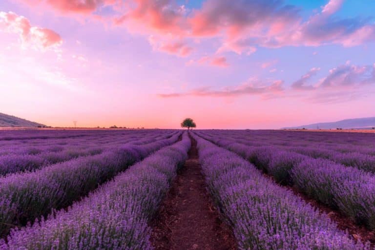 campi lavanda instagrammabili.jpg