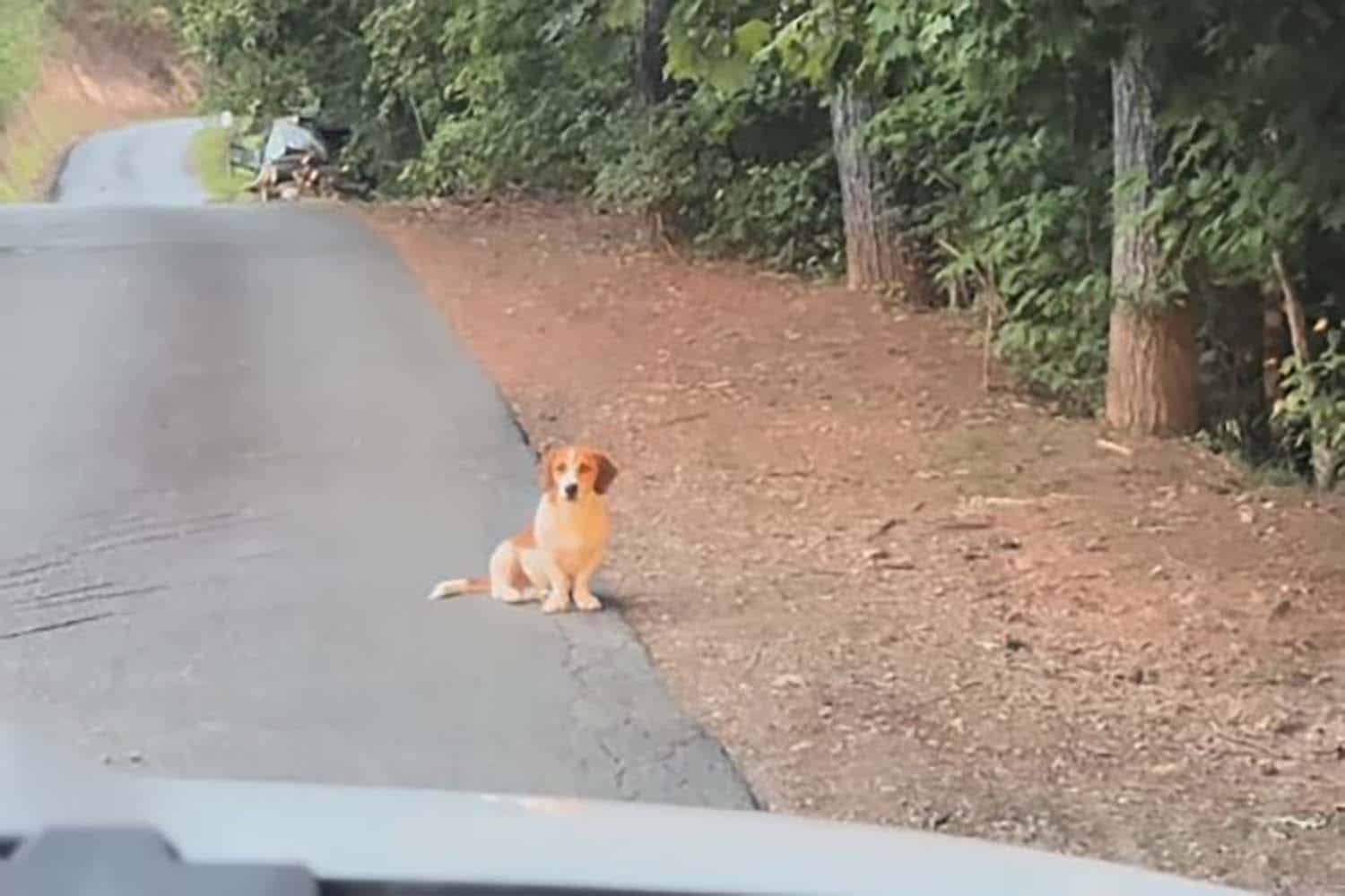 Bryson, il cane salvato da una coppia in vacanza dopo che i proprietari lo avevano abbandonato 1 cane bryson.jpg