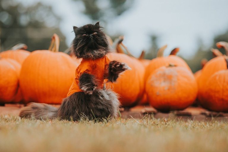 cane gatto halloween.jpg