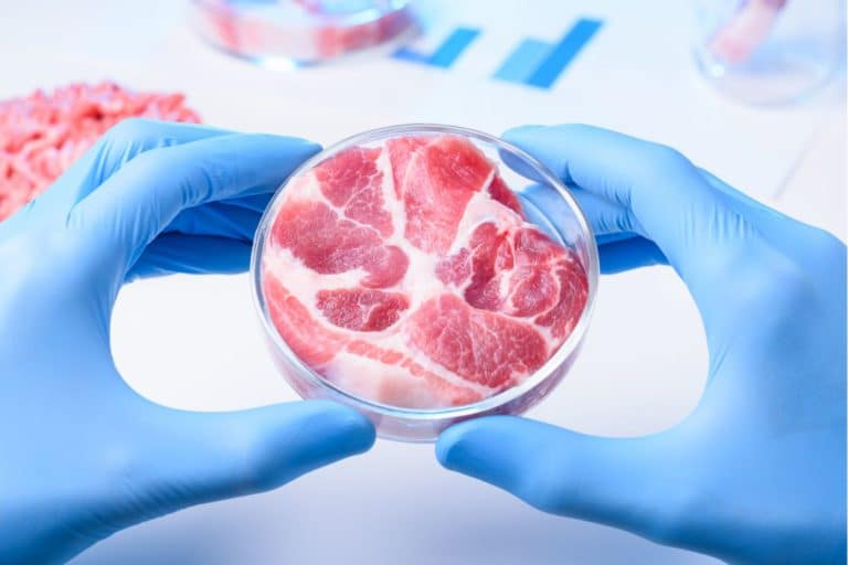 carne coltivata.jpg
