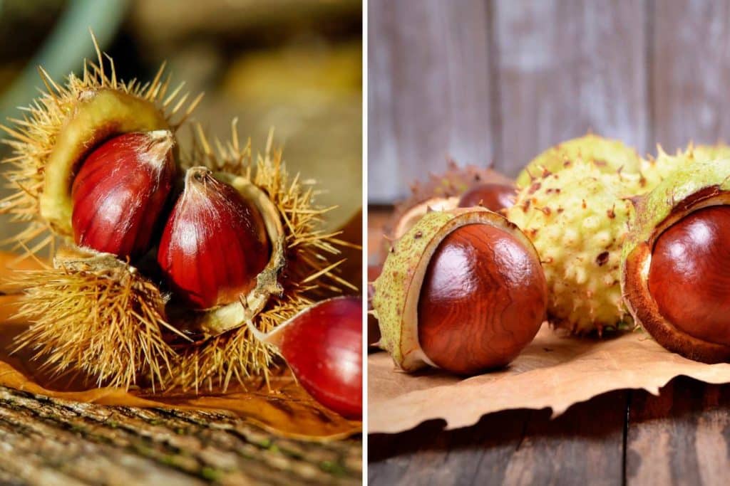 castagne e ippocastani 1.jpg