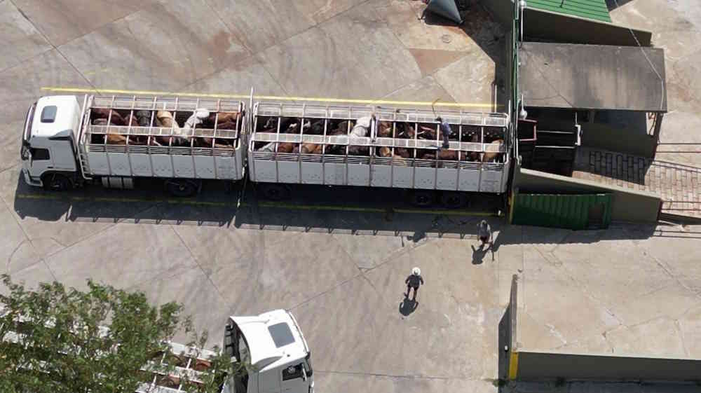 Tutta la sofferenza dei cavalli prima della macellazione, inchiesta shock nei mattatoi dell’Argentina 1 cavalli trasporto