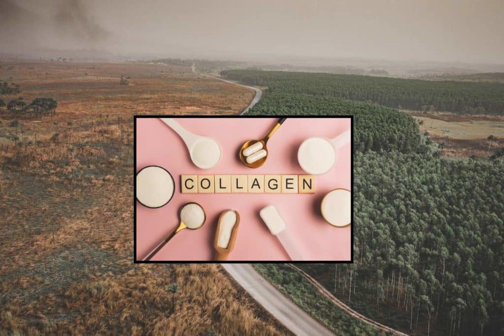 colla.jpg