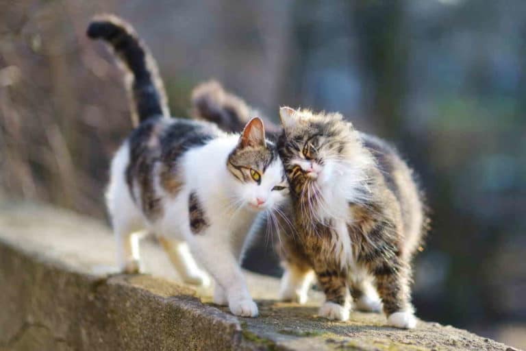 colonia felina distrutta roma.jpg