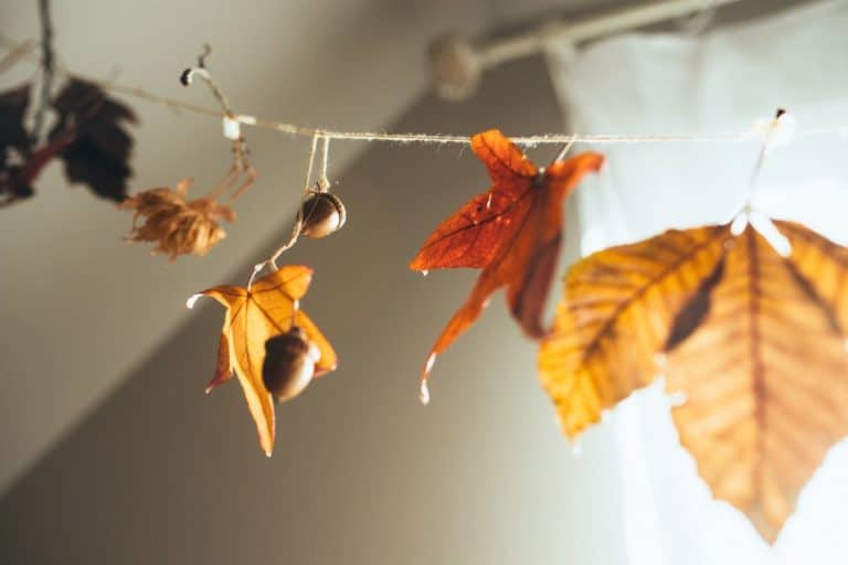 decorazioni finestre autunno.jpg