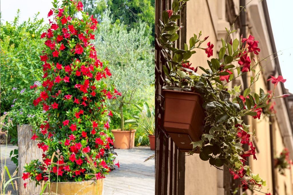 dipladenia autunno.jpg
