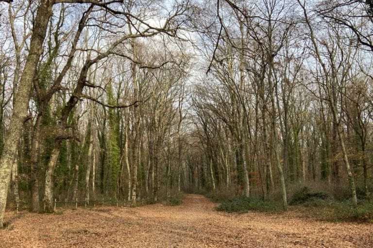 faggeta vetusta soriano del cimino.jpg