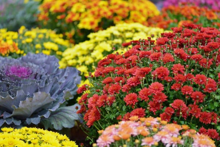 fiori autunno giardino.jpg