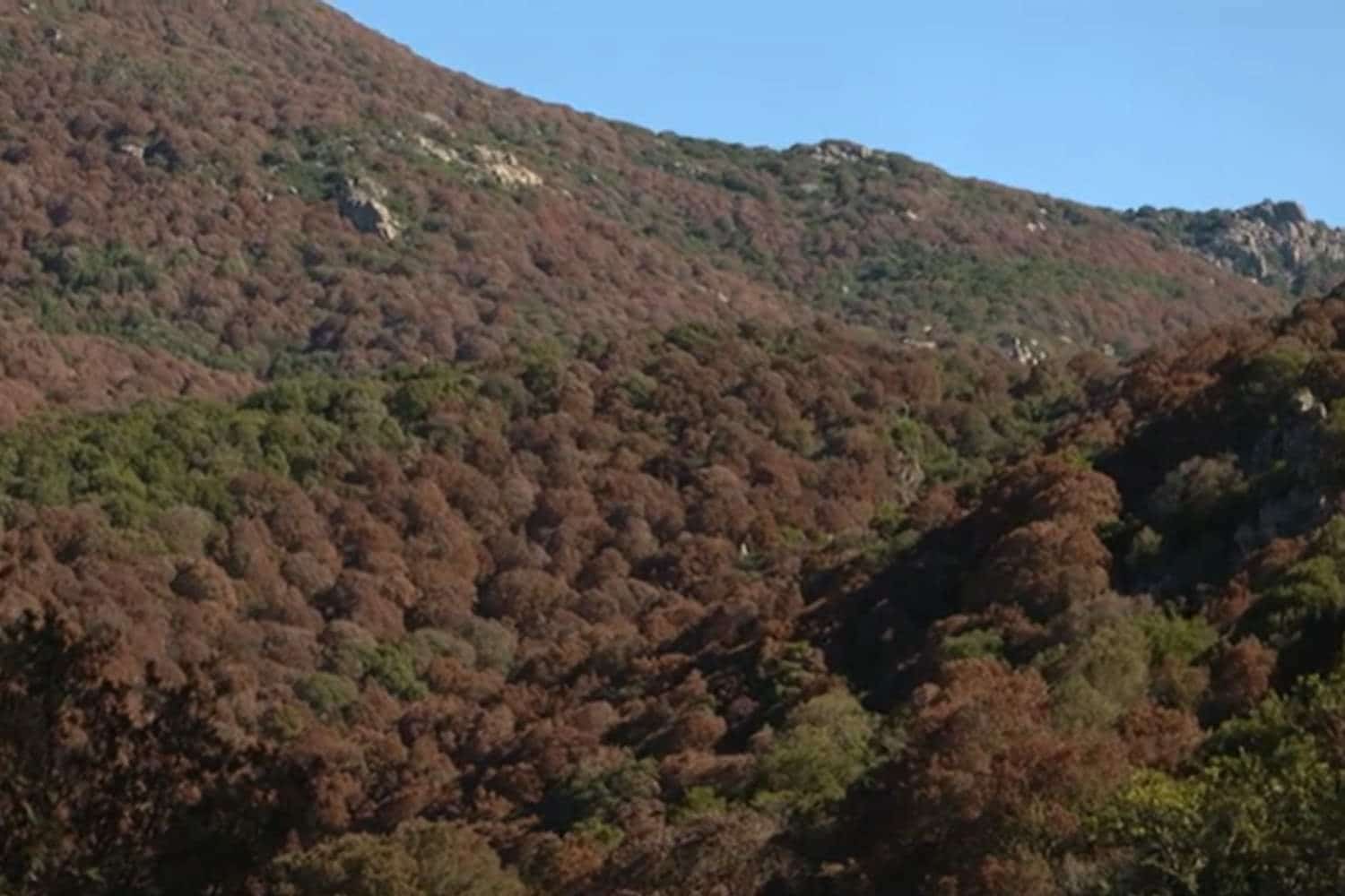 Nel silenzio generale le foreste della Sardegna stanno morendo, ti spiego perché 1 foreste sarde.jpg