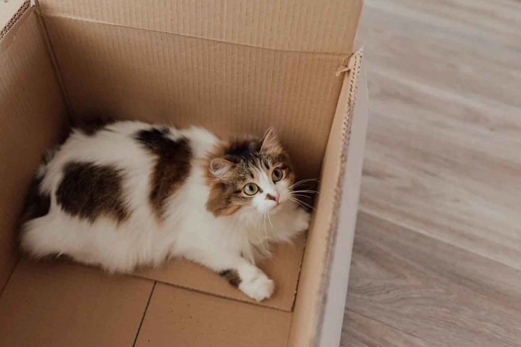 gatto di Schrodinger.jpg