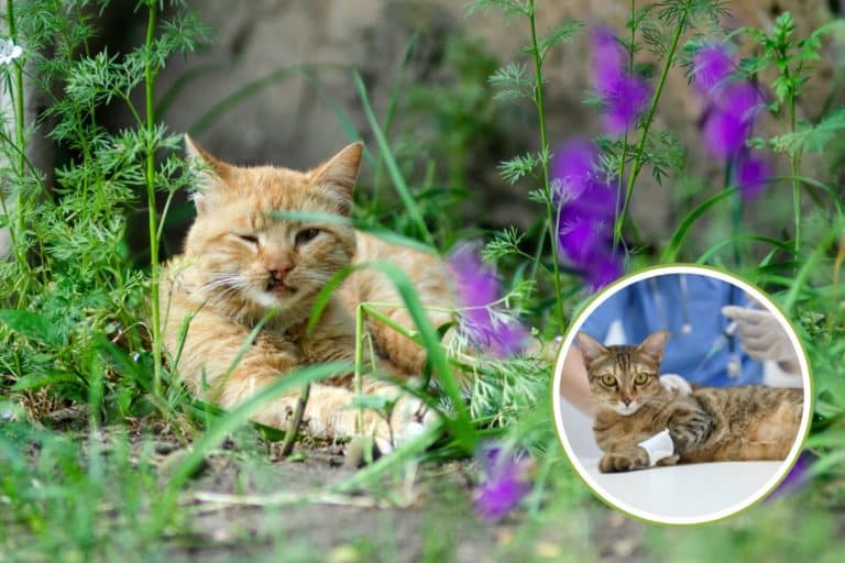 gatto ferito.jpg