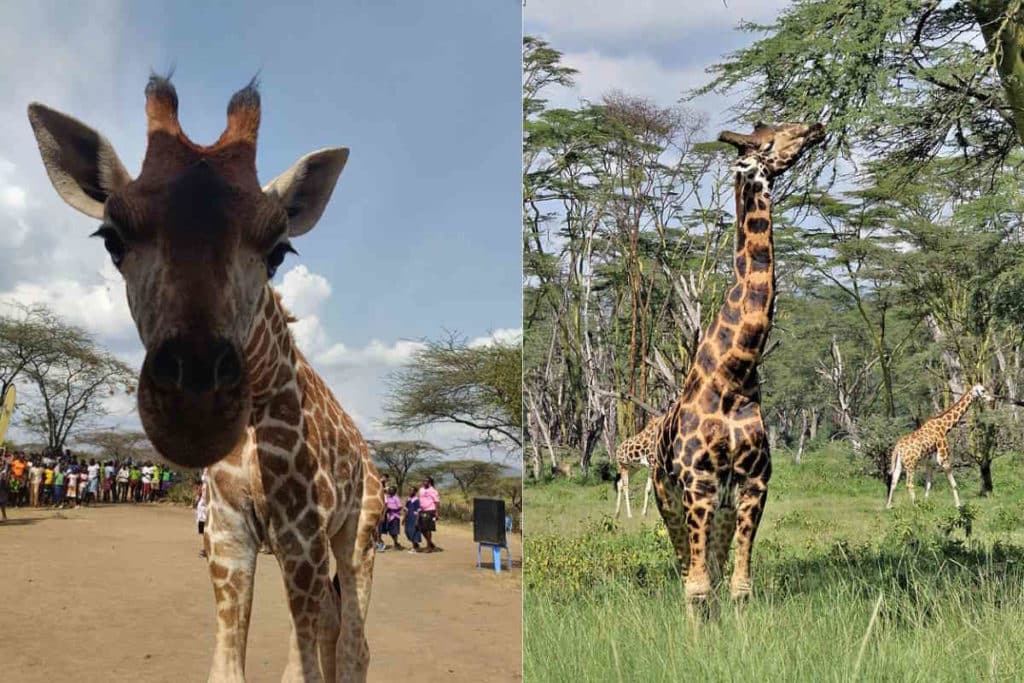 giraffe Kenya.jpg