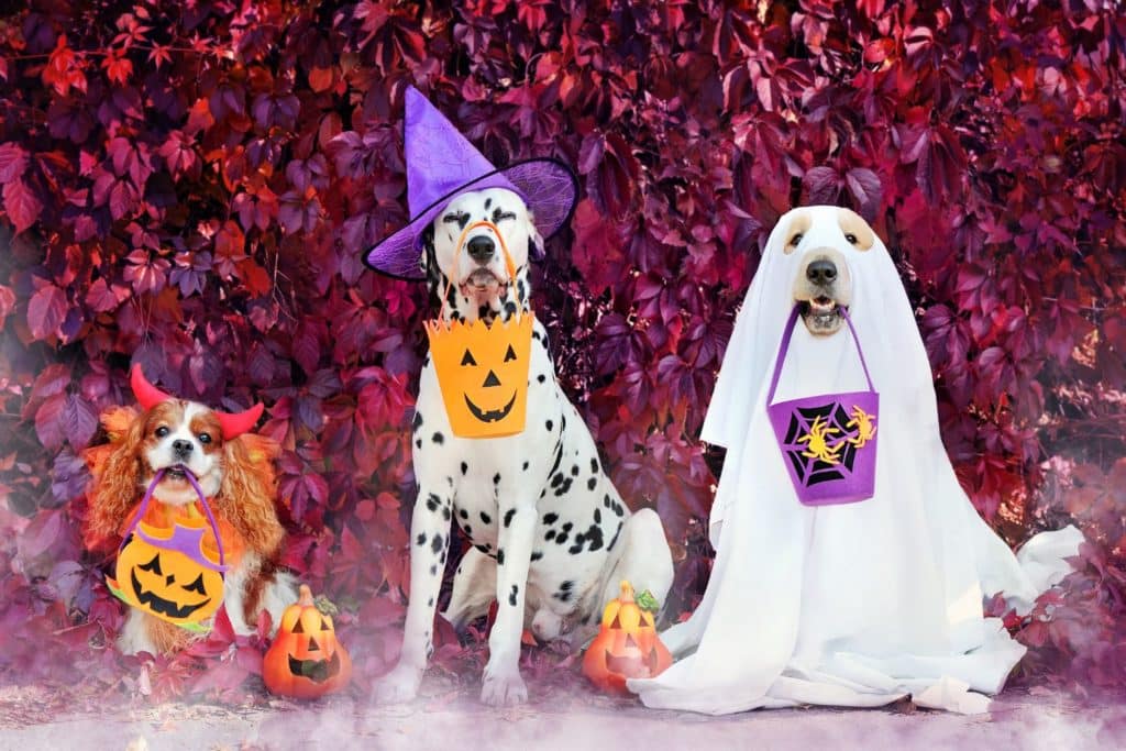 halloween cani.jpg