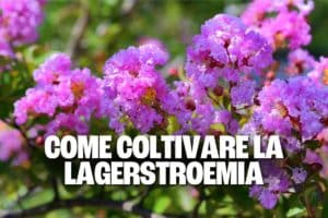 lagerstroemia 1.jpg