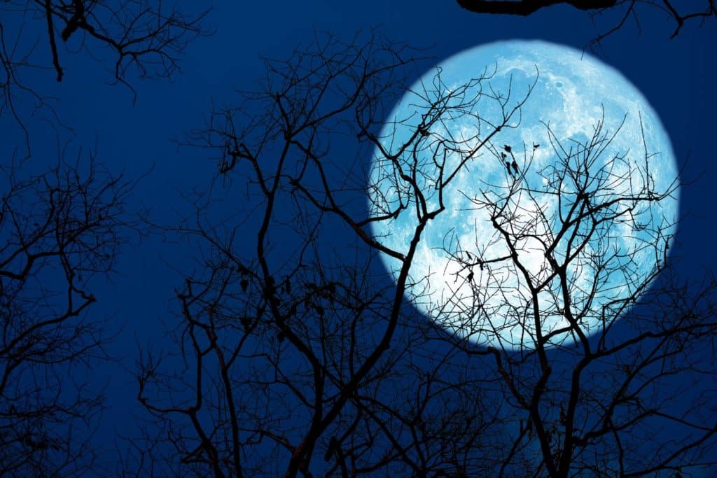 luna del castoro 2024.jpg