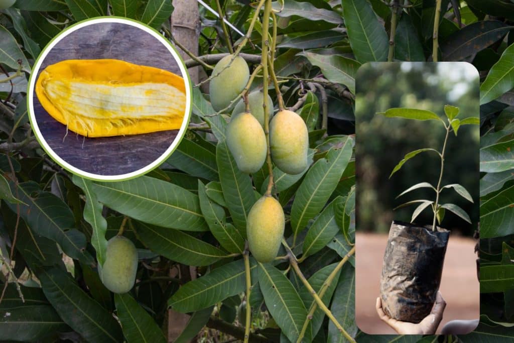 mango.jpg