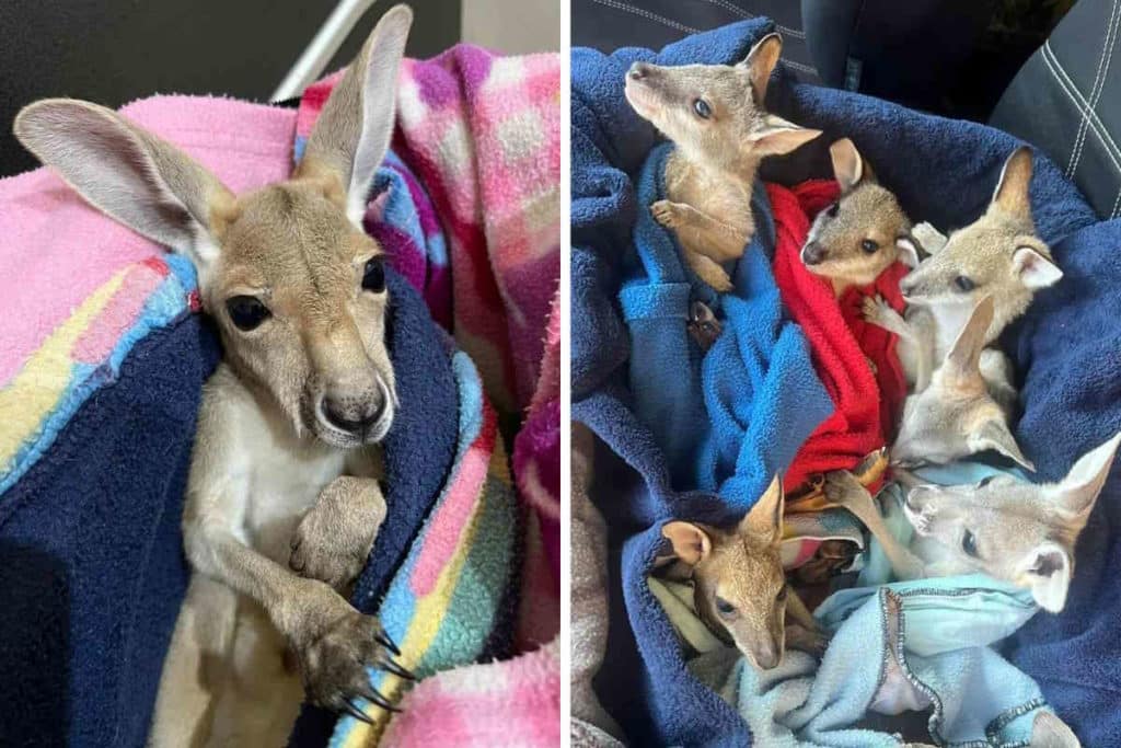 marsupiali australia.jpg