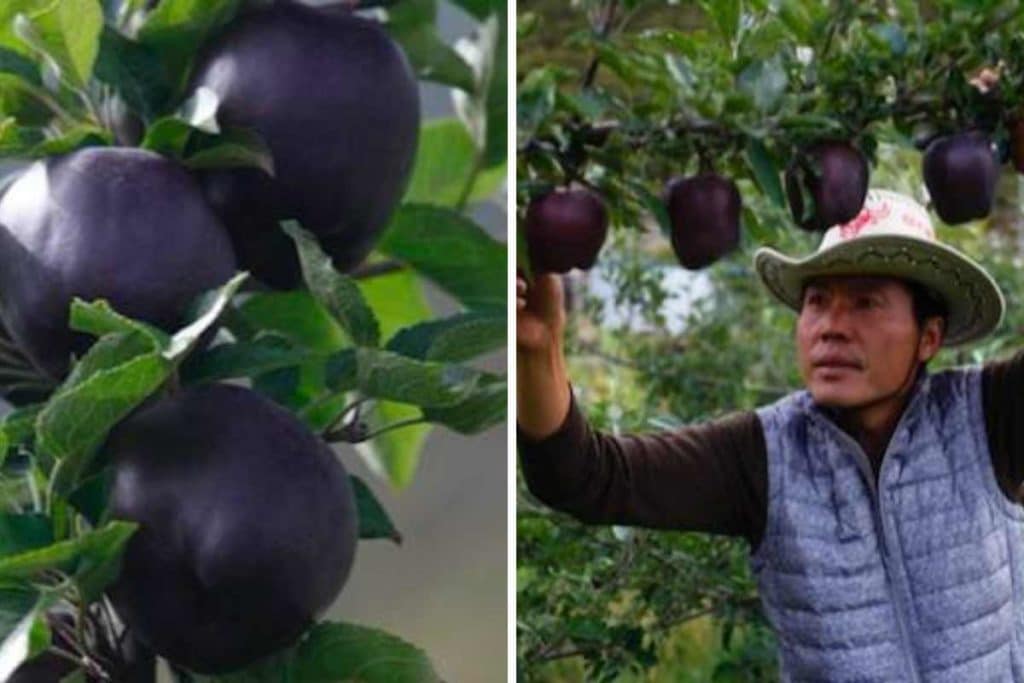 mela nera.jpg