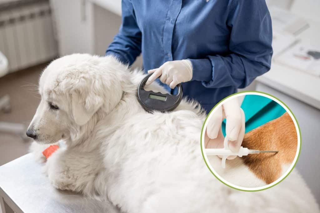 microchip cane.jpg