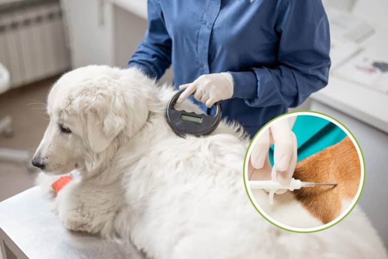 microchip cane.jpg