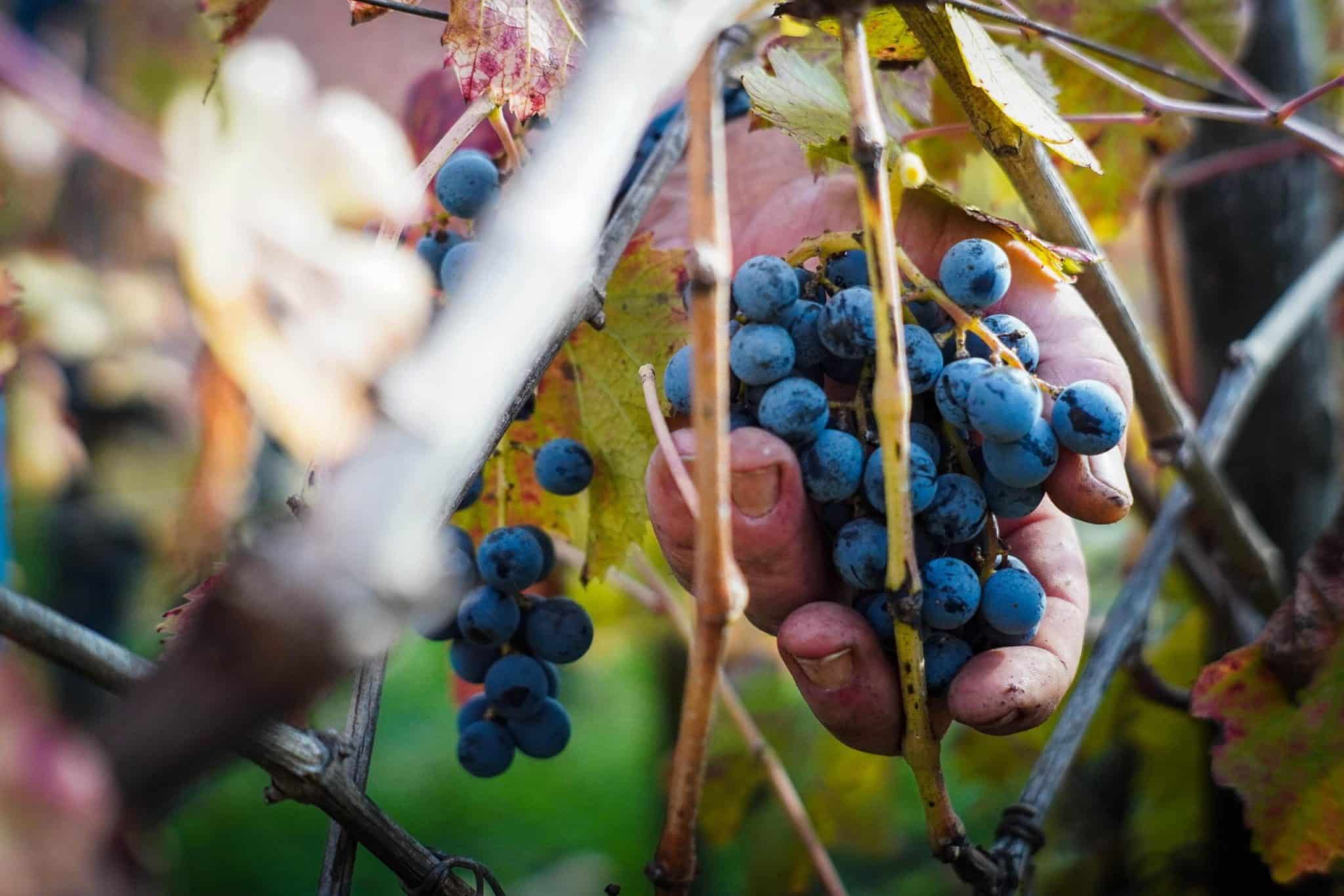Crac Moncaro: il tribunale di Ancona apre alla liquidazione del colosso dei vini marchigiani 1 moncaro scaled.jpg