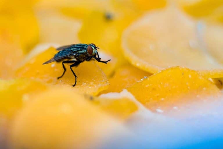 mosca su cibo.jpg