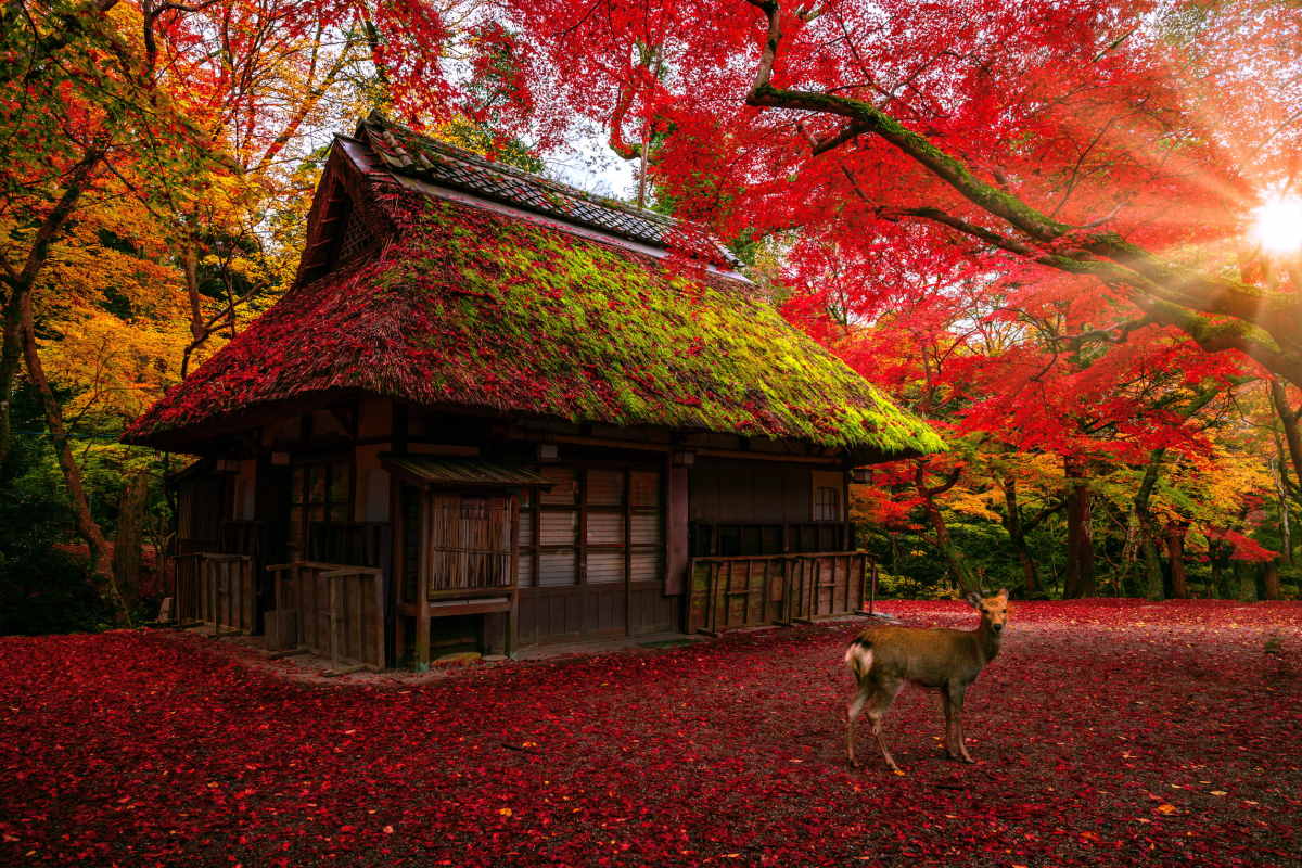 nara park foliage