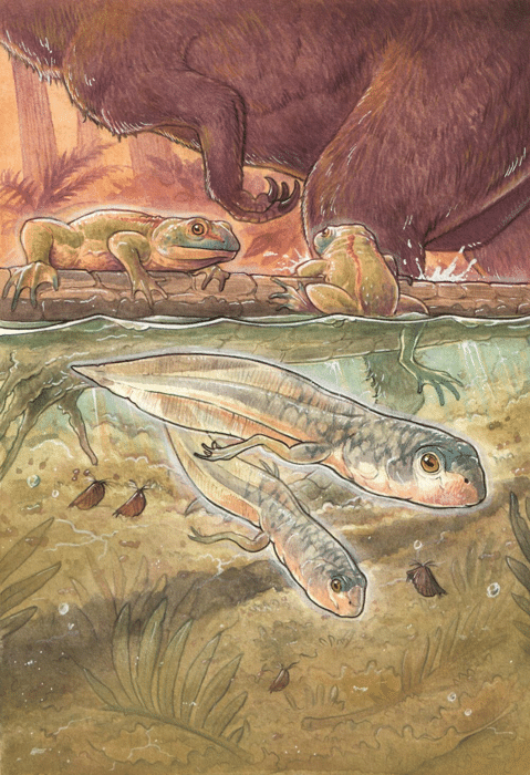 oldest known tadpole jurassic frog.png