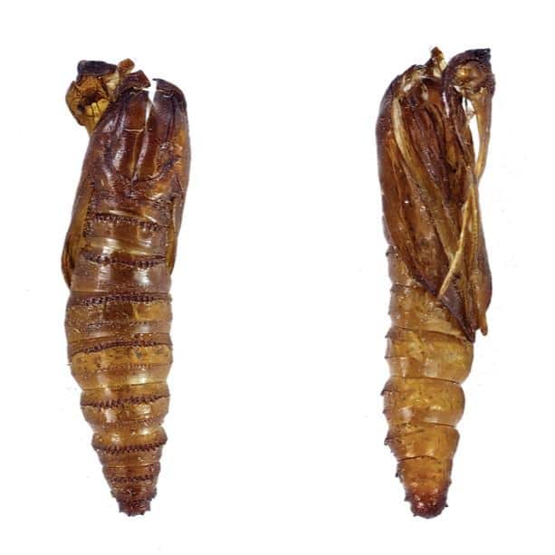 oo 1146938 pupal casings.jpg