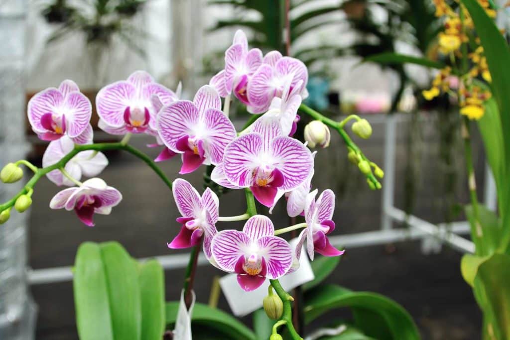 orchidea.jpg