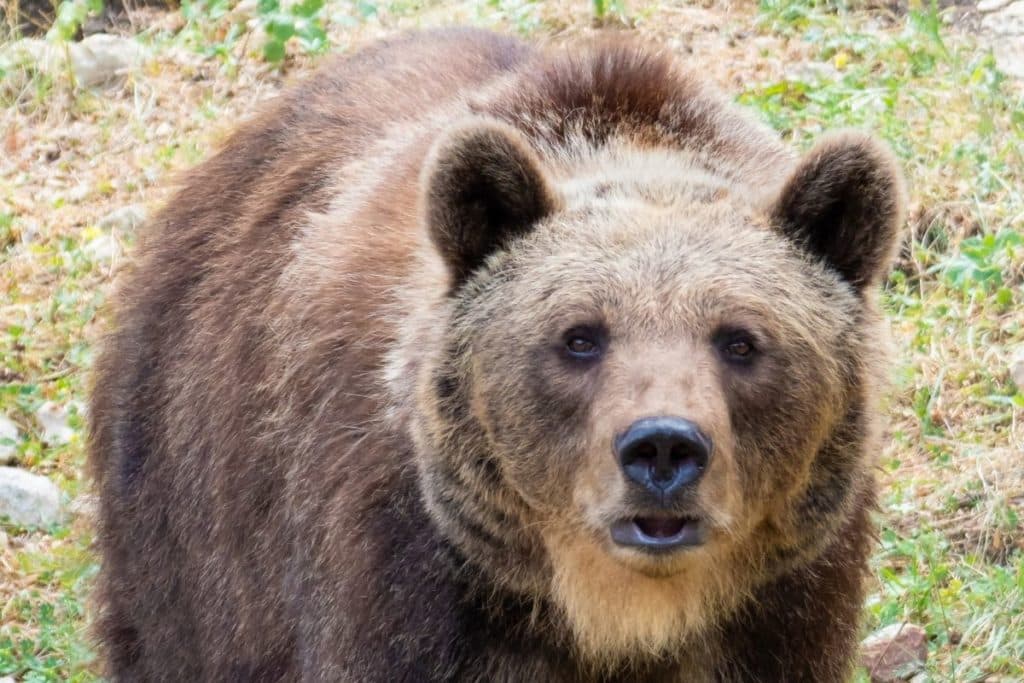 orso marsicano.jpg