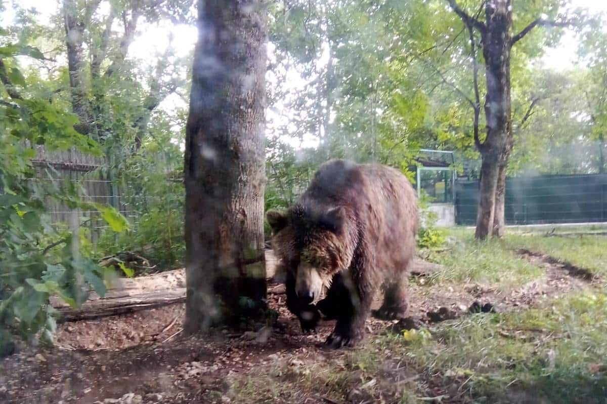 orso orsa trentino.jpg