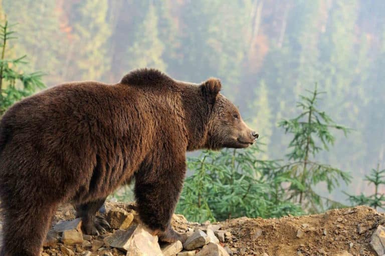La Slovacchia sta per abbattere 350 orsi: ecco perché è una decisione che ci riguarda tutti 1 orso trentino.jpg