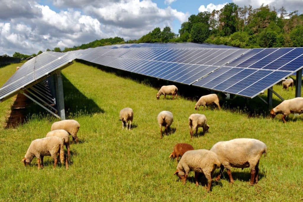 pecore fotovoltaico.jpg