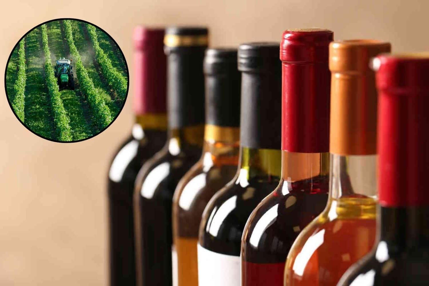 Pesticidi nel vino: bene ma non benissimo, trovati in un terzo delle bottiglie testate (ma il biologico si salva) 1 pesticidi vino.jpg